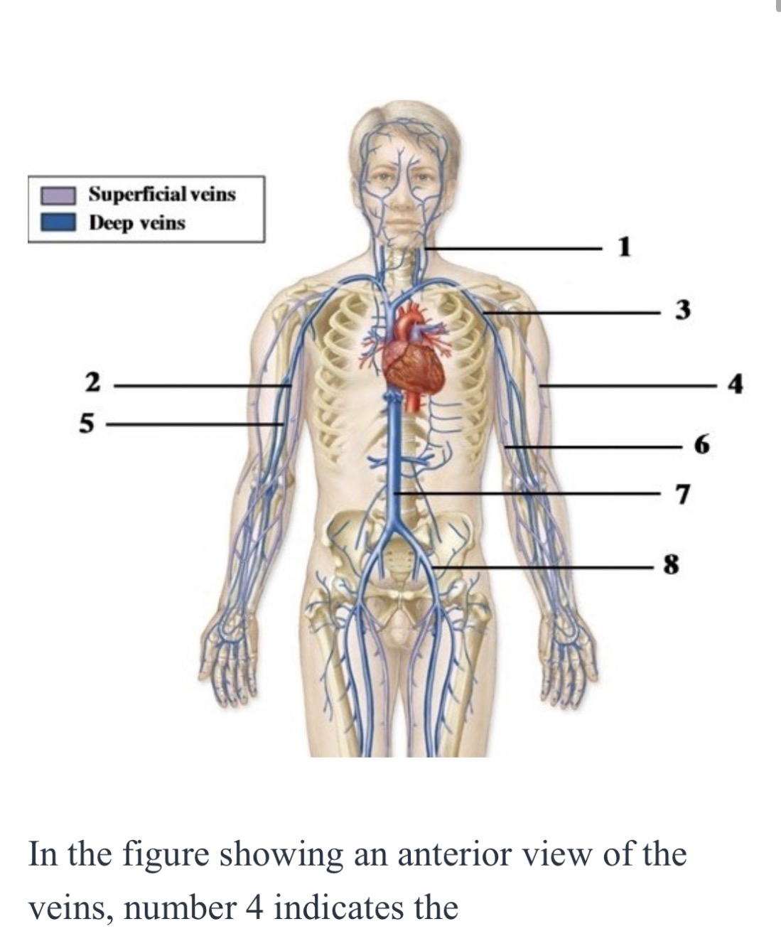 <p><span>left brachiocephalic vein.</span></p><p>l<span>eft internal jugular vein.</span></p><p>l<span>eft cephalic vein.</span></p><p>l<span>eft common iliac vein.</span></p>