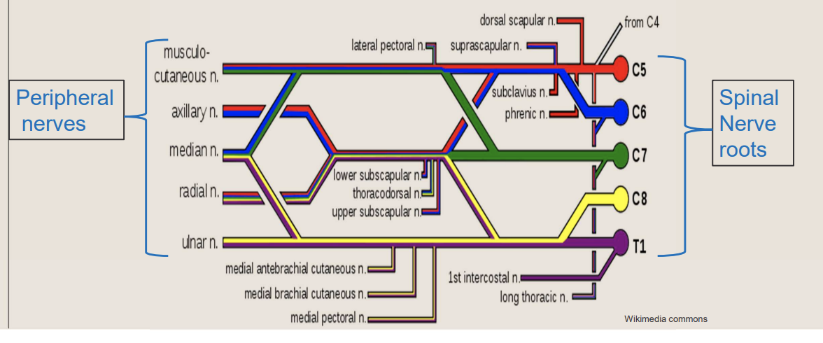 <p>brachial plexus</p>