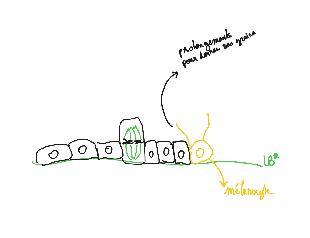 <p><u>1) Couche basale ou cubique de kératinocytes</u></p><ul><li><p>Nombreuses mitoses assurent le renouvellement rapide de l’épiderme (28 jours → c’est progressif) <span style="color: rgb(156, 150, 150);"><em>→ les cellules de cette couche sont les progéniteurs qui vont donner naissance à toutes les cellules de cet épithélium</em></span></p></li><li><p>Kératinocytes contiennent de la <strong>mélanine </strong>produite par : </p></li></ul><p></p><p>→ Présence de <span style="color: red;"><strong>mélanocytes</strong></span> (cellules <u>non-épithéliales</u>, étoilées, provenant des crêtes neurales), dans le derme (chorion) et entre les kératinocytes de la couche basale. </p><p>Elles exocytent les <strong>mélanosomes</strong> (contenant la mélanine qui est argyrophile) vers les kératinocytes.</p><p>Mélanocytes sont souvent <u>entourés d’un halo clair</u> dans les coloration de routine</p>