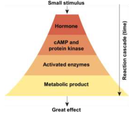 <p>Magnification of hormone effect in target cell </p><p>Small number of hormone molecules → thousands of second messengers</p>