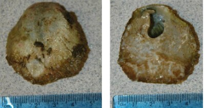 <p>jingle shell, asymmetrical valves (1 bigger and 1 smaller)</p>