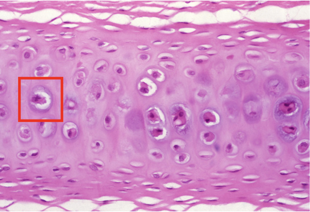 <p>Name a LOCATION for this tissue</p>