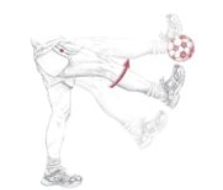 <p><span>Which of the following are the synergists of the motion depicted below? The dot indicates the joint of interest. Select all that apply.</span></p>