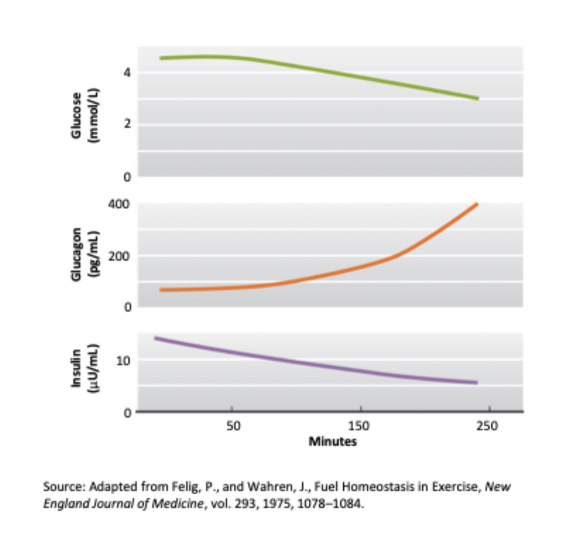 <p>Exercise state is similar to fasted state, needs glucose without food</p><p>Why does insulin go down? Sympathetic </p><p>Why does muscle glucose uptake stay unaffected? internal glucose transporters</p>