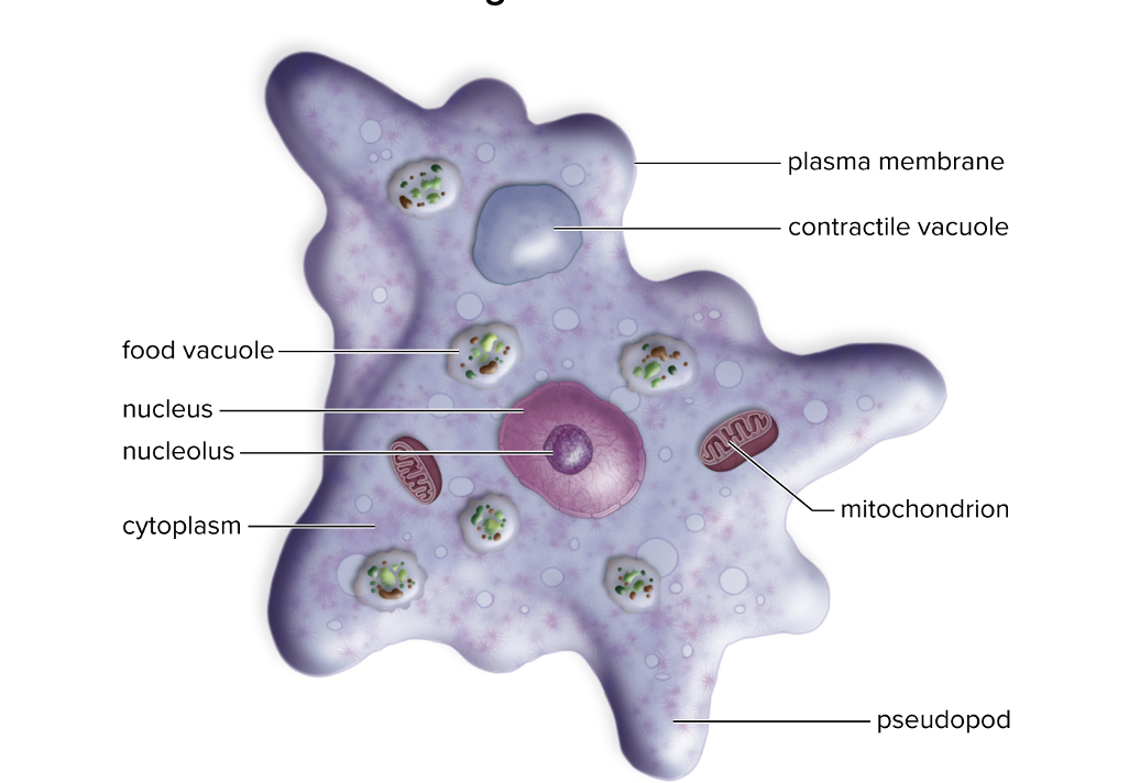 <ul><li><p><span>Pseudopods form when cytoplasm streams forward in a particular direction</span></p></li><li><p><span>When they feed, their pseudopods surround and engulf their prey - eats algae, bacteria, or other protists and digestion within food vacuole</span></p></li></ul><p></p>