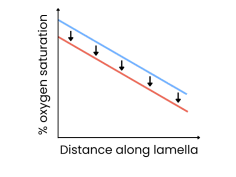 <ul><li><p class="ds-markdown-paragraph">% oxygen saturation</p></li><li><p class="ds-markdown-paragraph">Distance along lamella</p></li></ul><p></p>