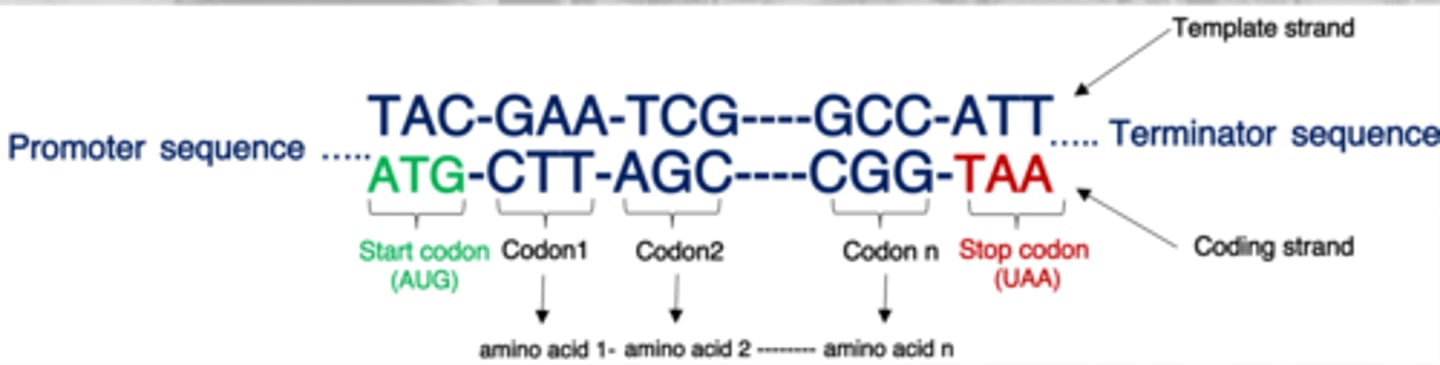 <p>includes 3 base pairs to create a codon, each codon will then represent an amino acid</p>