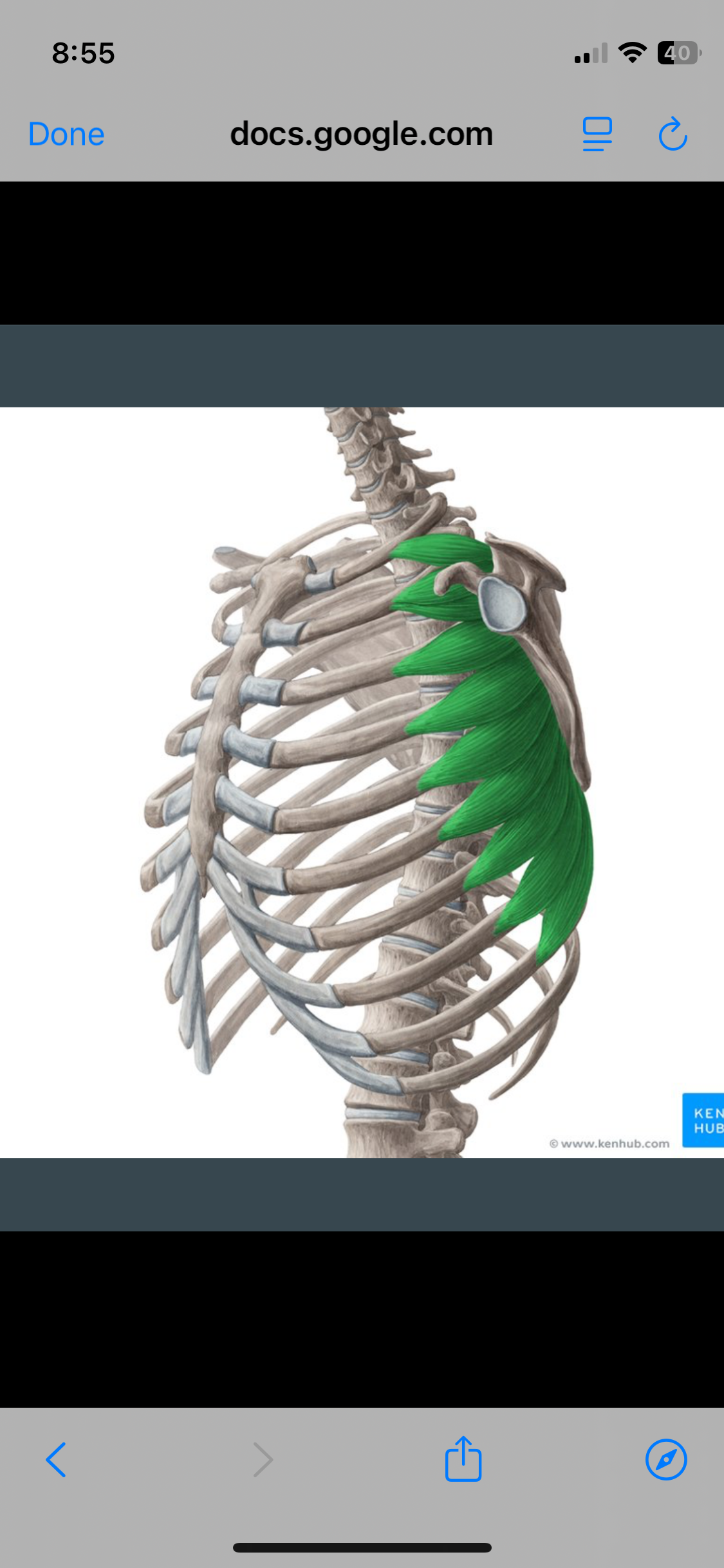 <p>Serratus Anterior </p>