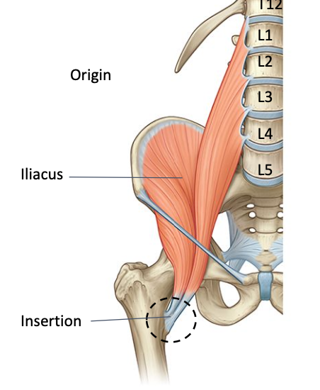 <p>O: iliac foss</p><p>I: lesser trochanter</p><p>Nerve supply: femoral nerve</p><p>Nerve roots: L2, L3</p>