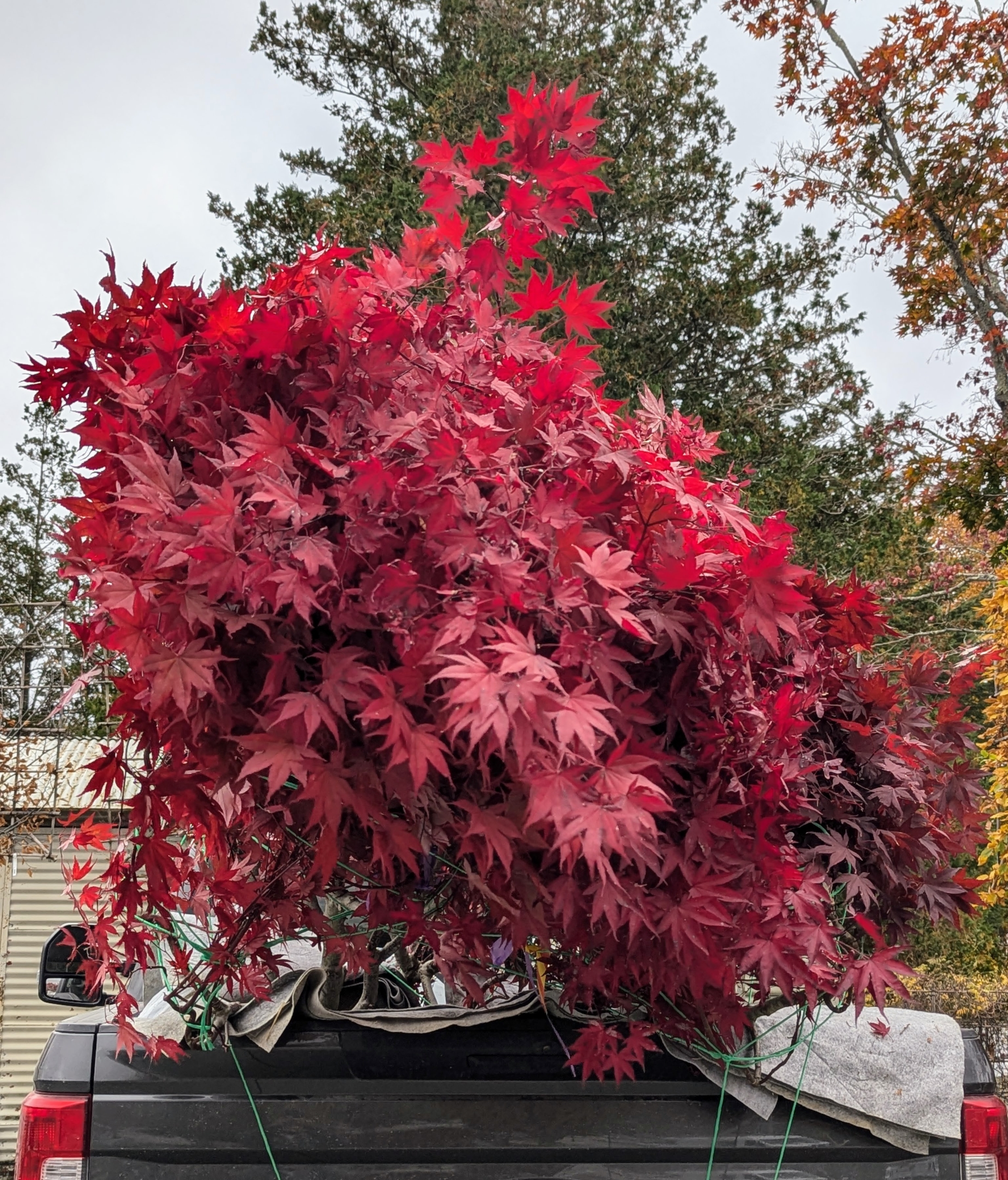 <p>Acer palmatum</p>