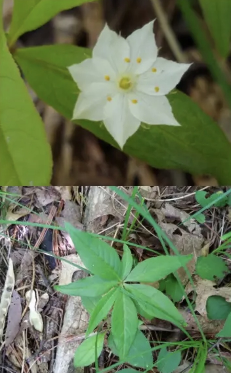 <p><em>Lysimachia borealis</em></p>