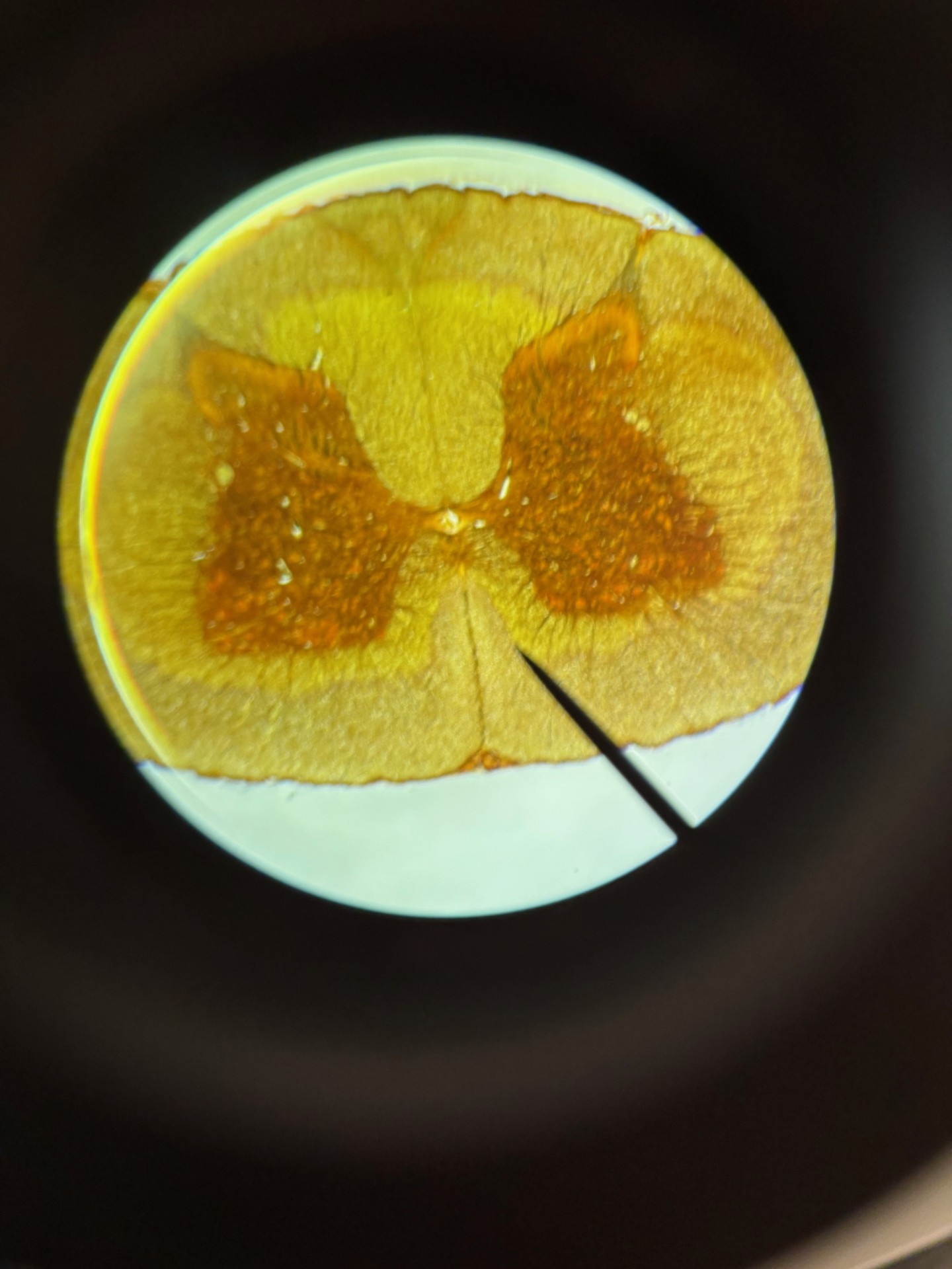 <p>What is this?</p>