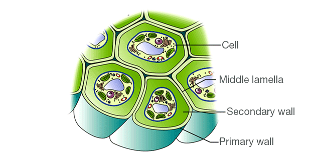 <p>Is a thin layer of pectin binding adjacent cells</p>