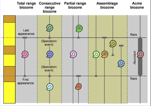 <p>Fundamental unit of biostratigraphy. Defined by zone fossils and often interlinked w/ lithology, but not always</p>