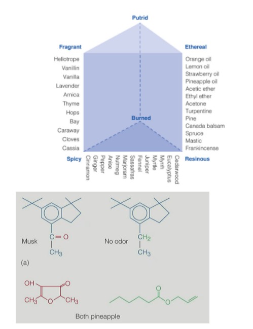 <p>true (difficult to map perception w/ odors)</p><p>__</p><p>Henning’s odor prism</p><ul><li><p>6 corners with the qualities: putrid, ethereal, resinous, spicy, fragrant, burned</p></li><li><p>other odors are located on the prism relative to the perception of the corner qualities</p></li><li><p>HOWEVER, Henning’s prism isn’t very useful in olfactory research</p></li></ul><p>__</p><p>linking chemical structure to types of smells had problems where:</p><ul><li><p>some molecules w/ <u>similar shapes have different smells</u></p></li><li><p>some <u>similar smells come from</u> molecules w/ <u>different shapes</u></p></li></ul><p>__</p><p><strong><u>odor objects</u></strong> - the source of an odor (i.e. coffee, bacon, car exhaust)</p><p><strong><u>specificity coding</u></strong> - each type of receptor produces its own sensation</p><ul><li><p>(<u>1:1</u> for <u>type of receptor</u>:sensation)</p></li></ul><p><strong><u>distributed coding</u></strong> - sensations are determined by combinations of many types of receptors</p><ul><li><p>(<u>many:1</u> for <u>type of receptor</u>:sensation)</p></li><li><p><span>AND (<u>1 receptor may code for multiple odors</u>)</span></p></li></ul><p></p>