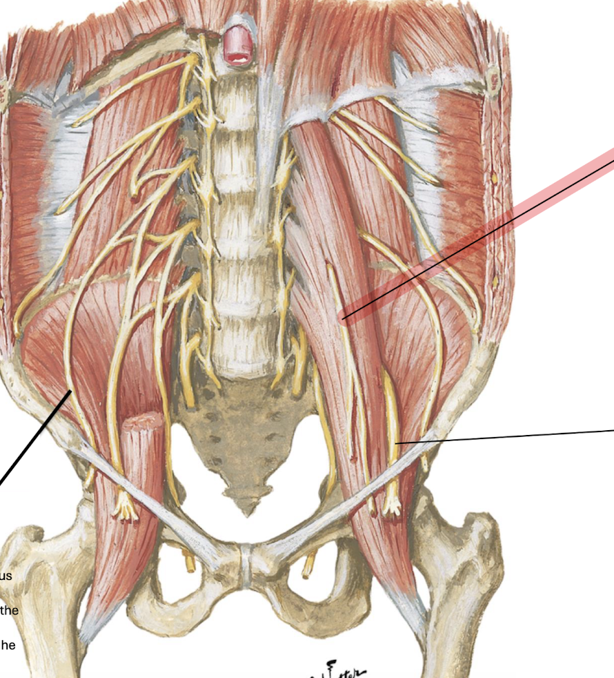 <p>L1 and L2; passes downward in and emerges on the anterior surface of the psoas major; passes posterior to the ureter.</p>