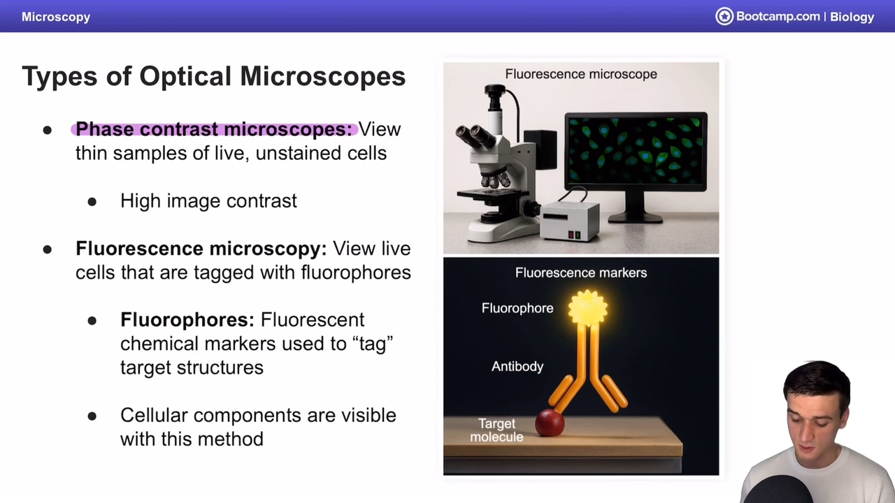 <p>compound microscope allows to view samples of live unstained cells with high image contrast </p>