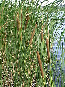 <p><em>Typha angustifolia</em>: bog, marginal, etc?</p>