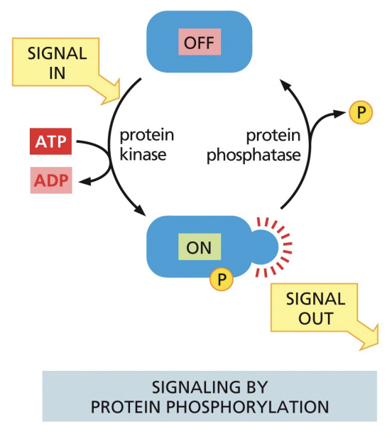 <p>Serine threonine kinases (p-Ser and p-Thr) and tyrosine kinases (p-Tyr): Signal entrance causes dephosphorylation of ATP through protein kinase which phosphorylates protein, then when the phosphate is dephosphorylated, the protein turns off</p>