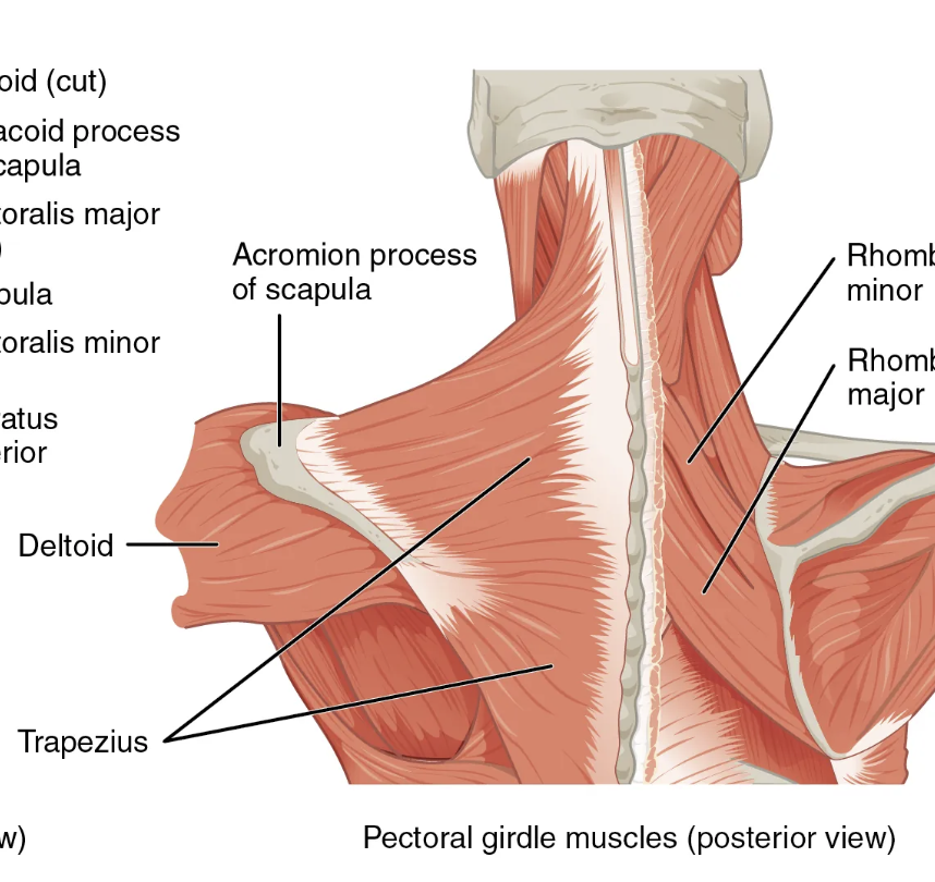 <p>Trapezius muscle (8)</p><p>Origin: occipital bone, spines of 7th cervical and all thoracic vertebrae</p><p>Insertion: clavicle, acromion and spine of scapula</p><p>Action: elevation, adduction, and depression of scapula</p>