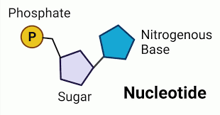 <p>phosphate group, Deoxyribose sugar, and a nitrogenous base</p>