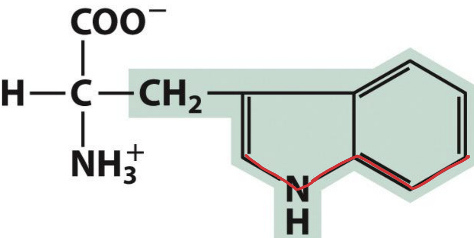 <p>Tryptophan</p>