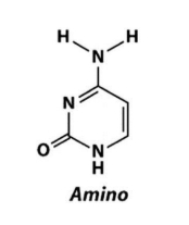 <p>Amino and a hydrogen bond with guanine</p>