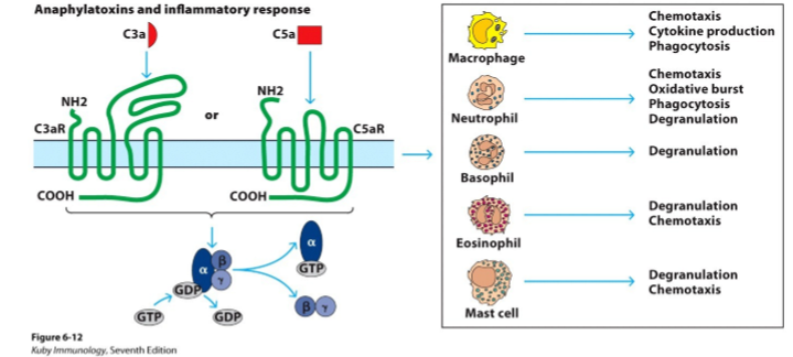 <p>→ stoffen die vrijkomen bij activatie complement, zorgen voor:</p><ol><li><p>receptoractivatie</p></li><li><p>chemotaxis</p></li><li><p>inflammatoire werking</p></li></ol><p></p>