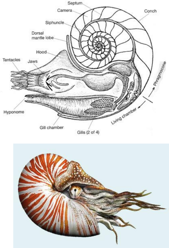 <p>Cambrian - Recent (541-0 Ma)</p><p>Exclusively marine, nektonic (swimming)</p><p>Nautilus, argonaunts, squid, octopus, ammonites (baculites - the straight shell to move quickly through the water), and belemnites (bullet shape)</p><p>Well-developed head and brain</p><p>Elaborate sensory organs, especially eyes (holochamber eye)</p><p>Complex buoyancy mechanism in chambered shells (when present)</p><p>Typically carnivores</p><p>Cephalopoda live in outermost chamber</p><p>Lensed eyes</p><p>Foot modified into tentacles and hyponome (jet propulsion)</p><p>No internal, or external shell</p><p>Shell divided into chambers by septa that form sutures where they meet shell</p><p>Phragmacone (gas filled) = remainder of shell</p><p>Aperture = opening of the shell</p><p>Apex = tip of the shell, oldest part</p><p>Body chamber = the largest and final part of the shell</p><p>Columella = central pillar</p><p>Dextral = right-handed shell coil, when the apex is up and aperture is on the right</p><p>Operculum = plate attached to the foot, used to seal the aperture</p><p>Rostrum = snout-like extension of the head</p><p>Septa = walls that divide the shell into chambers</p><p>Shell = chambered shell</p><p>Sinistral = left-handed shell coil, when apex is up, the aperture is on the left</p><p>Siphonal neck = tubular extension of aperture</p><p>Siphuncle = pumps water in and out of chambers to aid in buoyancy</p><p>Suture = the spiral line of contact where successive whorls meet</p><p>Whorl = 360 degree rotation of shell</p><p>Ceratitic sutures = crenulated lobes and smooth saddles</p><p>Goniatitic sutures = simple, undulating type of pattern</p>