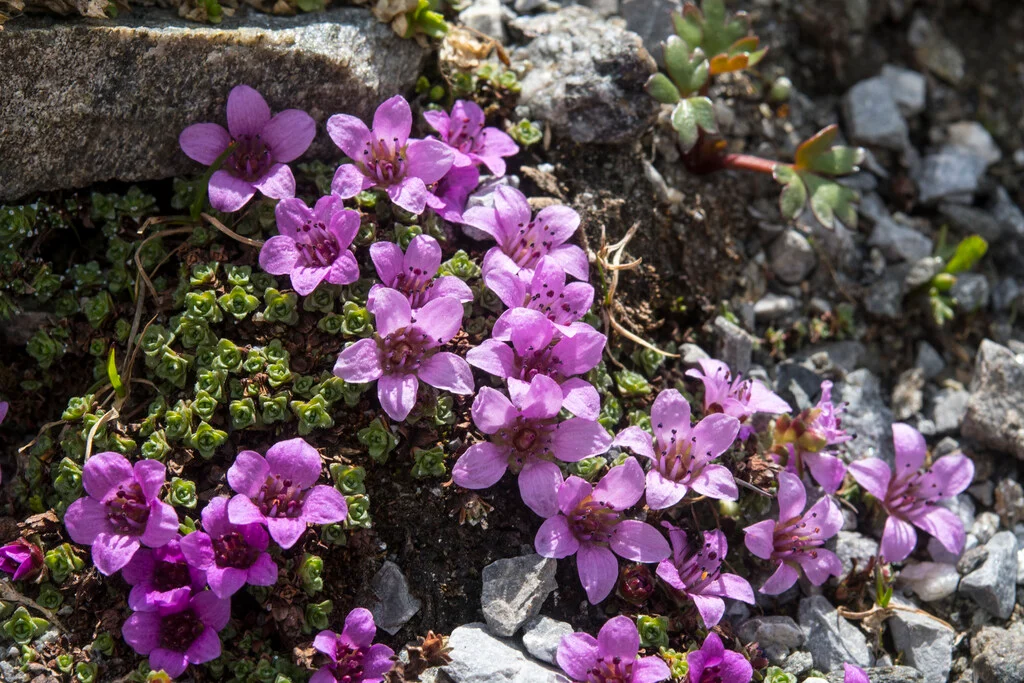 <p>Saxifraga oppositifolia</p>