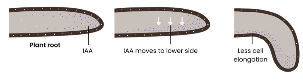 <ol><li><p>cells in tip of root produce IAA</p></li><li><p>IAA diffuses down root</p></li><li><p>IAA moves to lower side of root so concentration increases</p></li><li><p>high concentration of IAA inhibits cell elongation on lower side</p></li><li><p>cells on upper side elongate faster and so root bends towards gravity, downwards</p></li></ol><ul><li><p>WORDING : refer to “upper and lower side”</p></li></ul><p></p>