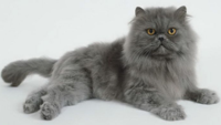 <p>welk type kat is dit</p>