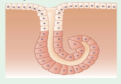 <p>merocrine sweat glands</p>