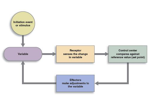 <p>Body structure that monitors changes in a controlled condition and sends input to a control center</p>