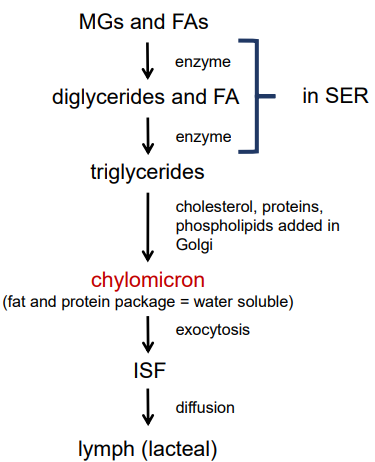 <ul><li><p>reassembly of triglycerides</p><ul><li><p>in the smooth endoplasmic reticulum, monoglycerides and fatty acids are acted on by enzymes that convert them back into triglycerides</p></li></ul></li><li><p>chylomicron formation</p><ul><li><p>in the Golgi apparatus, the triglycerides are packaged with cholesterol, phospholipid, and proteins to form a water soluble package called a chylomicron</p></li></ul></li><li><p>exocytosis of chylomicrons</p><ul><li><p>chylomicrons are packaged into vesicles and released into the interstitial fluid (travel down top side where picked up by lymphatic vessels)</p></li></ul></li><li><p>transport into the lacteal</p><ul><li><p>chylomicrons diffuse into the lymph lacteal (they are too large to enter the blood capillaries)</p></li></ul></li></ul><p></p>