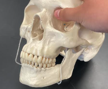 <p>Oral cavity</p>