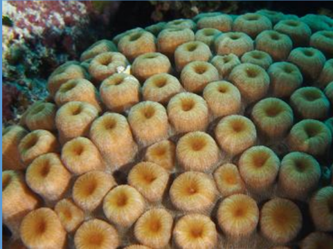 <p>What is this massive coral from the Scleractinia order? </p>