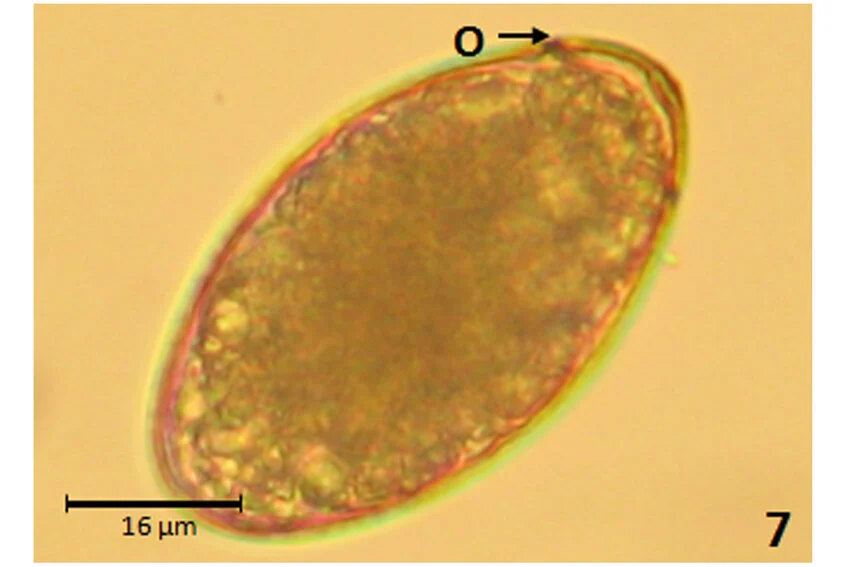 <p>Scientific and Common Name? (Canine and Feline)</p>
