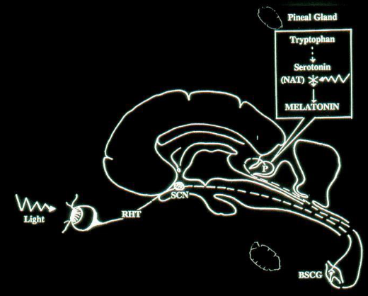<p><strong>RHT</strong>: retino-hypothalamic tract.</p><p><strong>SCN</strong>: Suprachiasmatic nucleus</p><p><strong>P</strong>: Pineal gland</p><p><strong>NAT</strong>: n-acetyl transferase</p><p><strong>BSCG</strong>: Bilaterl superior cervical ganglia</p><p></p><p></p><p>light comes in through the eye and travels down the neurones</p><p>goes down the <span style="color: purple;">retinal hypothalamic tract</span></p><p>synapsis at the <span style="color: purple;">suprachiasmatic nucleus</span></p><p>synapses then down neck to <span style="color: purple;">bilateral superior cervical ganglions</span></p><p>then travels up again to brain to the <span style="color: purple;">pineal gland</span></p><p>conversion of<span style="color: purple;"> tryptophan to serotonin</span> </p><p>then <span style="color: purple;">seratonin to melatonin (catalysed by n-acetyl transferase)</span> - if theres daylight this second step is <span style="color: purple;">inhibited, </span>cos when light is present melatonin levels drop</p>