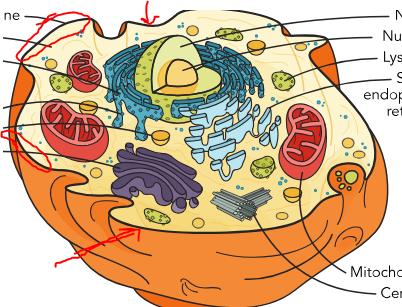 <p>What part of the cell is this</p>