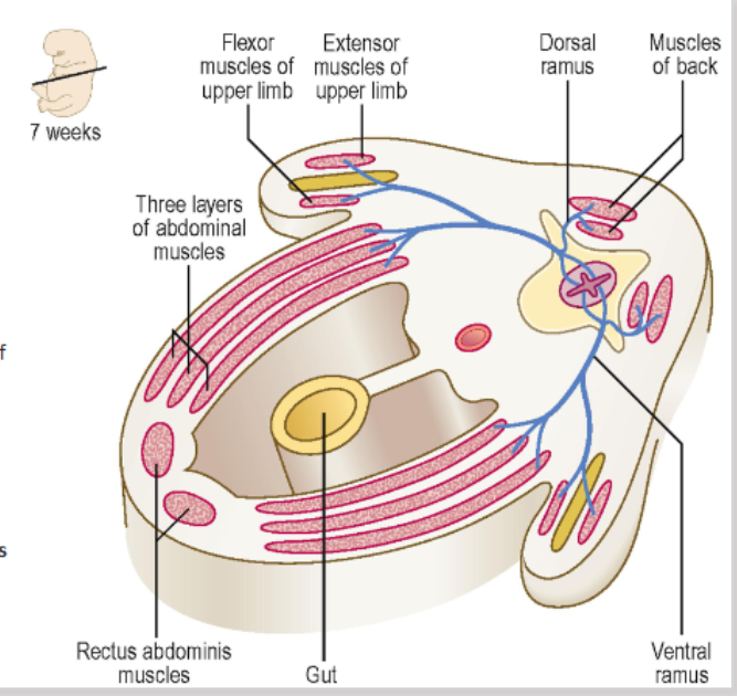 <ul><li><p>spinal nerves divide into dorsal and ventral rami</p><ul><li><p>dorsal rami→ muscles of the back</p></li><li><p>ventral rami→ muscles of thoracic and abdo. wall and limbs</p></li></ul></li><li><p>in limbs, nerves divide again into ventral and dorsal divisions</p><ul><li><p>ventral→ ventral mass (flexors)</p></li><li><p>dorsal→ dorsal mass (extensors)</p></li></ul></li></ul><p></p>
