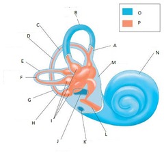 <p>What are the main parts of the vestibular system labyrinth?</p>