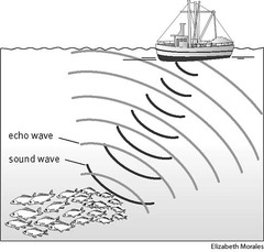<p>A device that determines the distance of an object under water by recording echoes of sound waves</p>