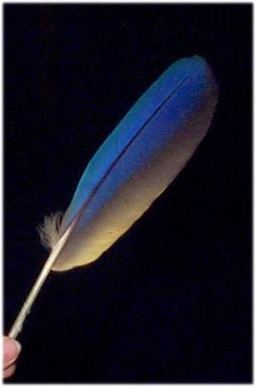 <p>Vaned Flight Feathers (Primaries)</p>