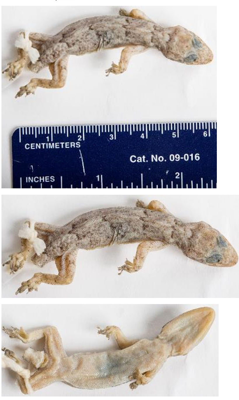 <p>Tropical House Gecko* family & family name</p>