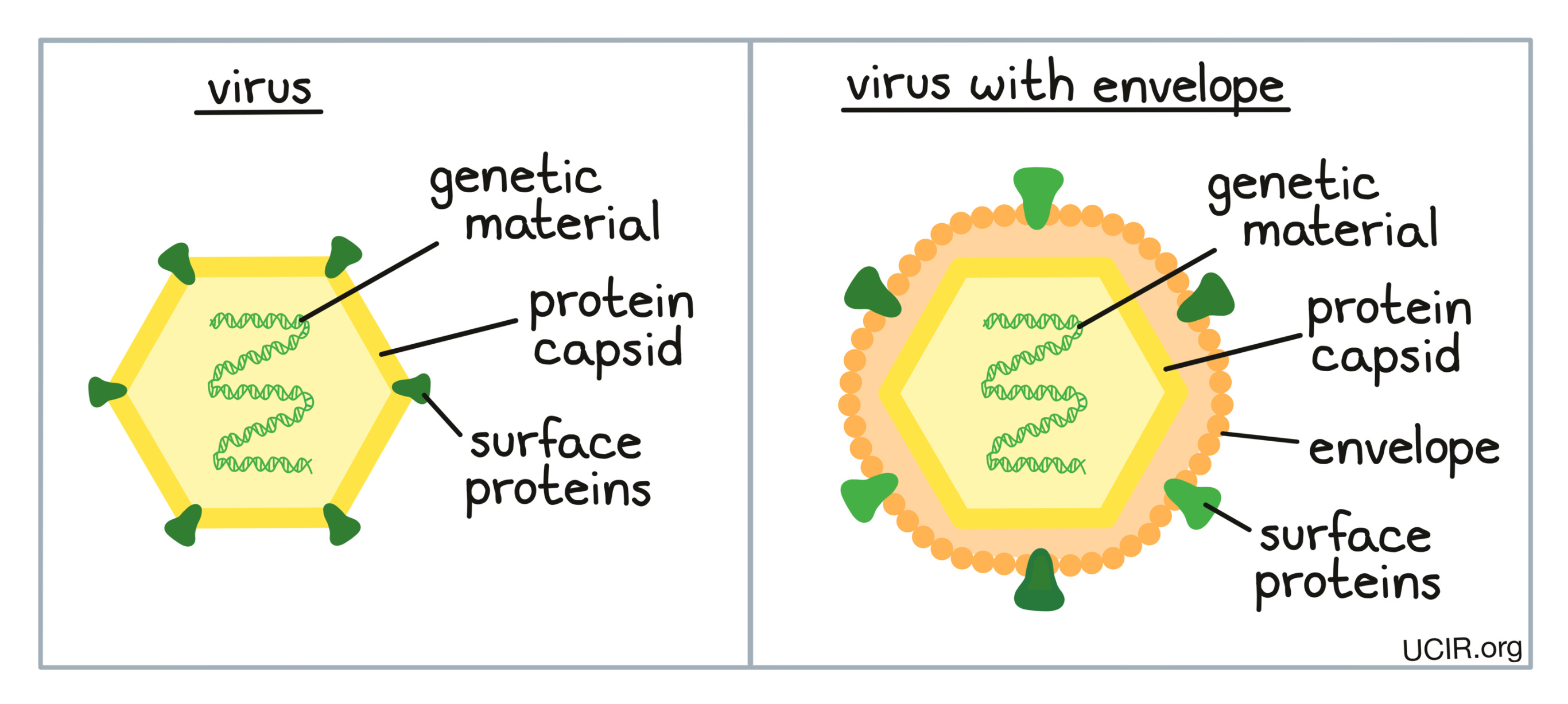 <ul><li><p>viruses - non-living, non-cellular pathogens composed of a nucleic acid (DNA or RNA) within a protein coat (capsid) + sometimes lipid + protein envelope which protect the nucleic acid. proteins on capsid or envelope. viruses have no metabolic activity + can’t reproduce independently, but contains genetic material that encodes proteins.</p></li><li><p>replication - they lack the structures required to reproduce independently → to replicate, they must take over a host cell. viruses have preferred target cells that they enter + replicate in. (more later)</p></li><li><p>viruses cause disease by</p><ul><li><p>infecting target cells + disrupting their normal function. + direct damage to cells/death → lead to symptoms</p></li><li><p>some DNA viruses can alter the DNA of host cells, leading to the development of cancers</p></li></ul></li></ul><ul><li><p>viruses are continually evolving, and crossing species barriers</p></li><li><p>ex. influenzea virus (causes flu), ebola virus (causes ebola)</p></li></ul><p></p>