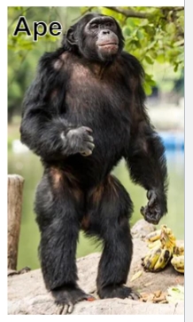 <ul><li><p>Only found in old world (Africa and Asia)</p></li><li><p>can be bipedal (two rear legs)</p></li><li><p>larger than monkeys</p></li><li><p>larger brains than monkeys</p></li><li><p>more flexible behavior</p></li><li><p>no tail</p></li></ul><p></p>
