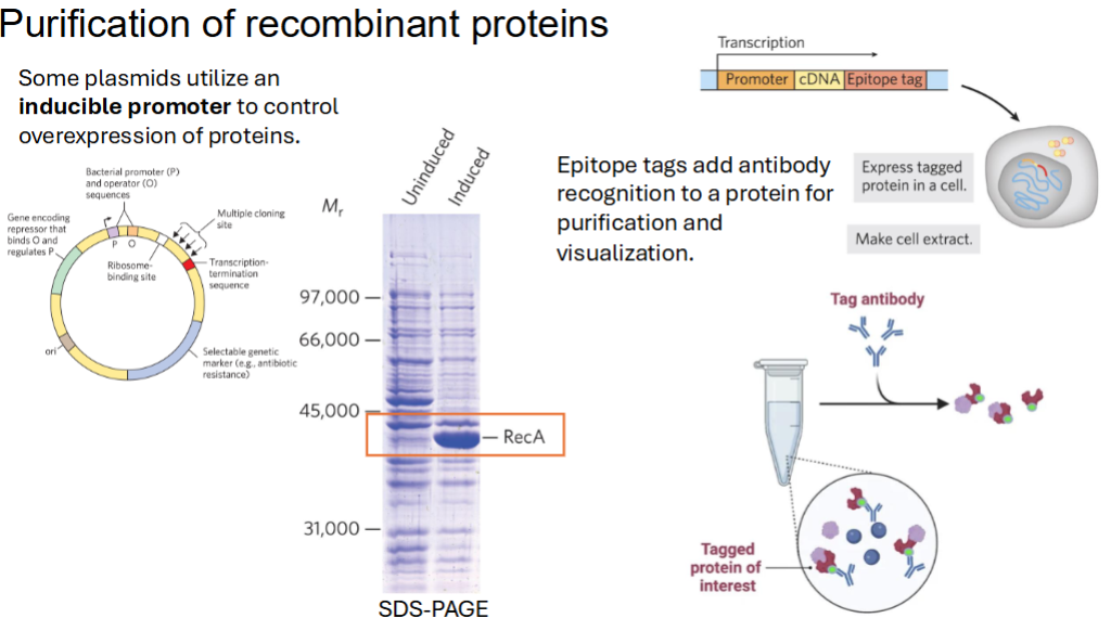 <p><span style="background-color: transparent;">Some plasmids utilize an <u>inducible promoter to control overexpression of proteins.</u></span></p><p><span style="background-color: transparent;">Epitope tags add <strong>antibody recognition to a protein for purification and visualization.</strong></span></p>