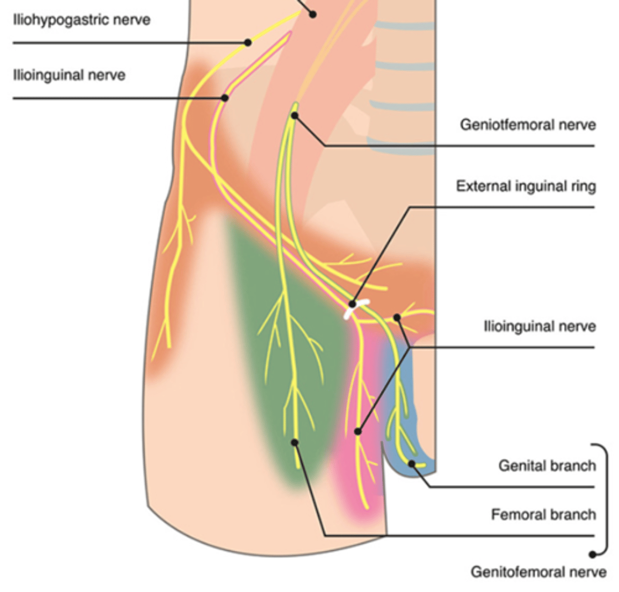 <p>the genital branch of the genitofemoral nerve (L1 – L2) innervates what (males V.S females)</p>
