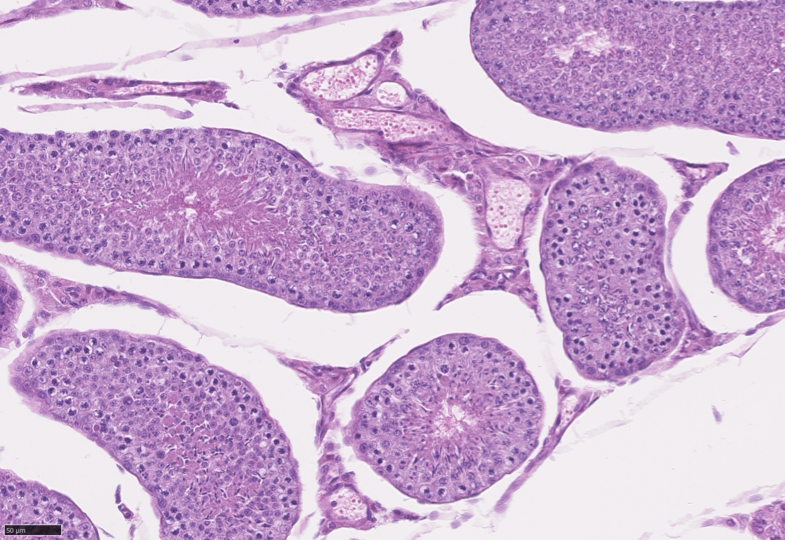 <p>Identify what is shown in the following image:</p>